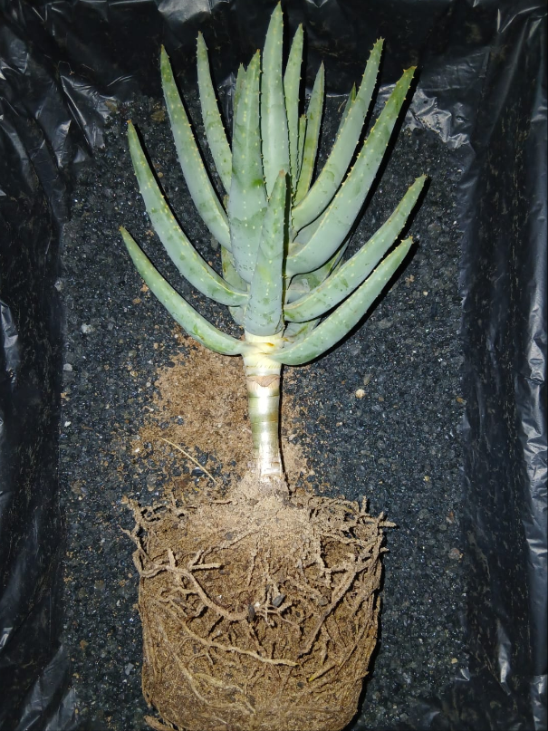 Aloidendron dichotomum/Kokerboom