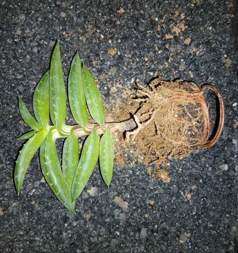 Aloe Pearsonii