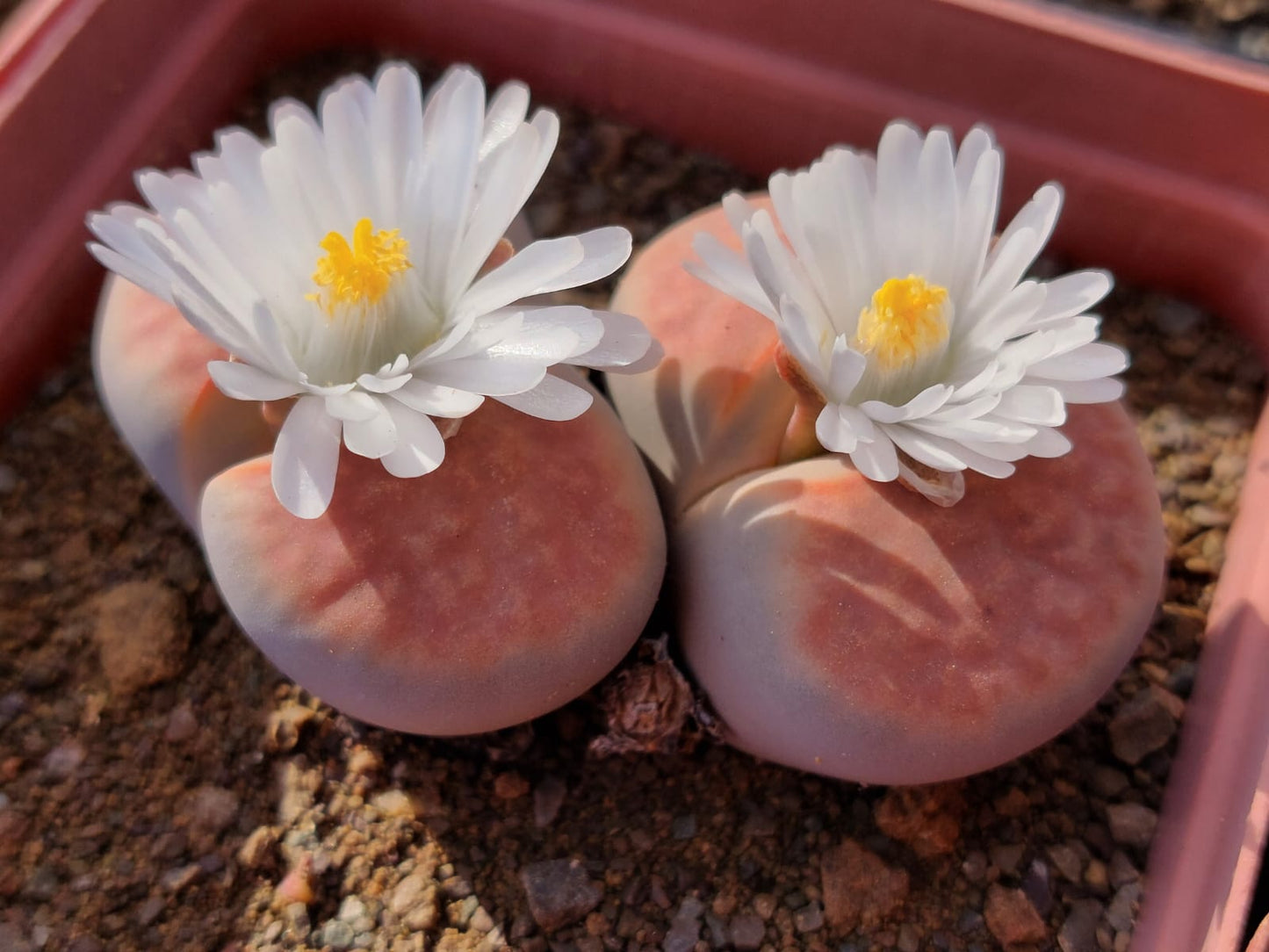 Lithops - Stone plants/Beeskloutjies