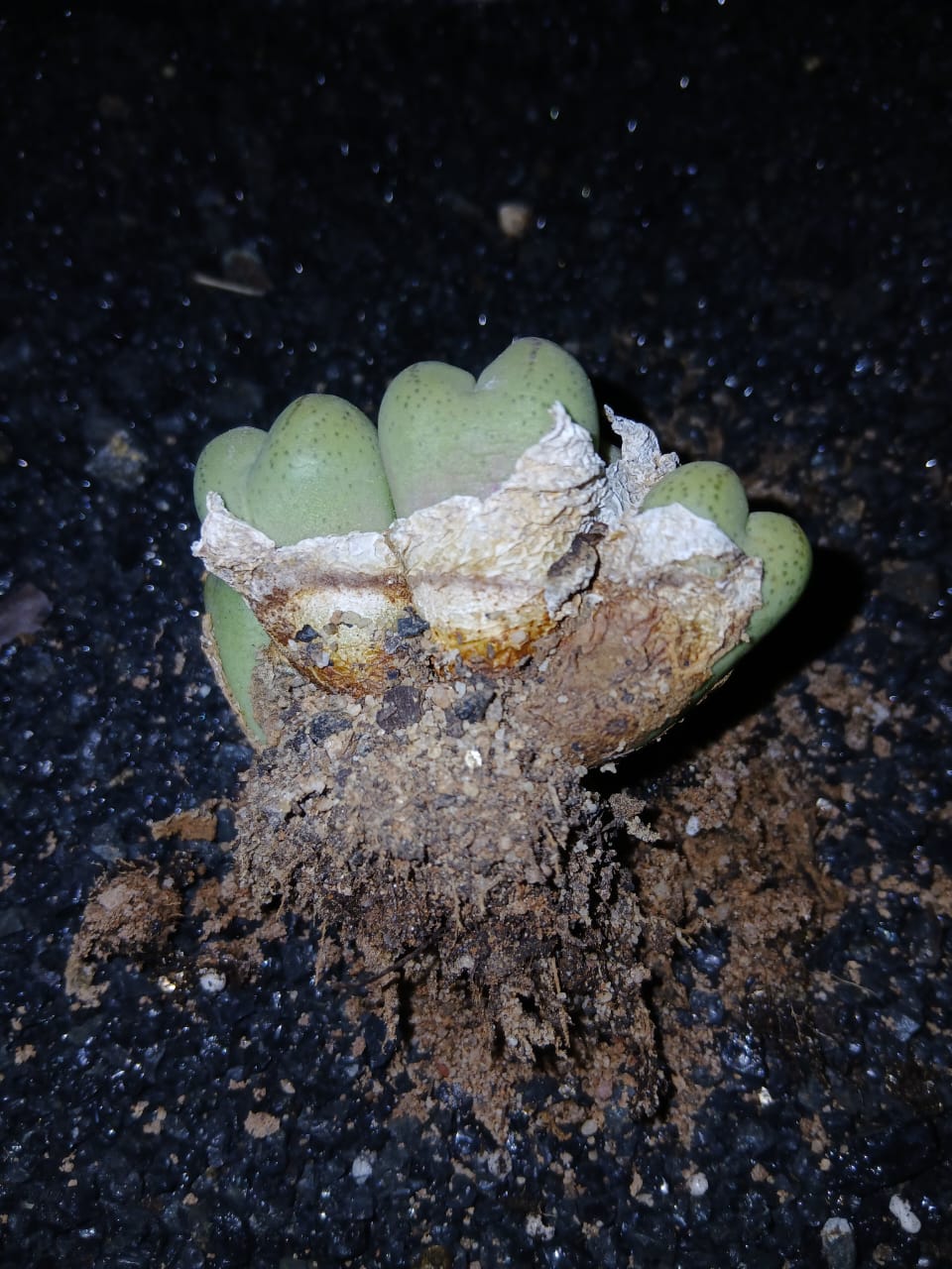 Conophytum ficiforme
