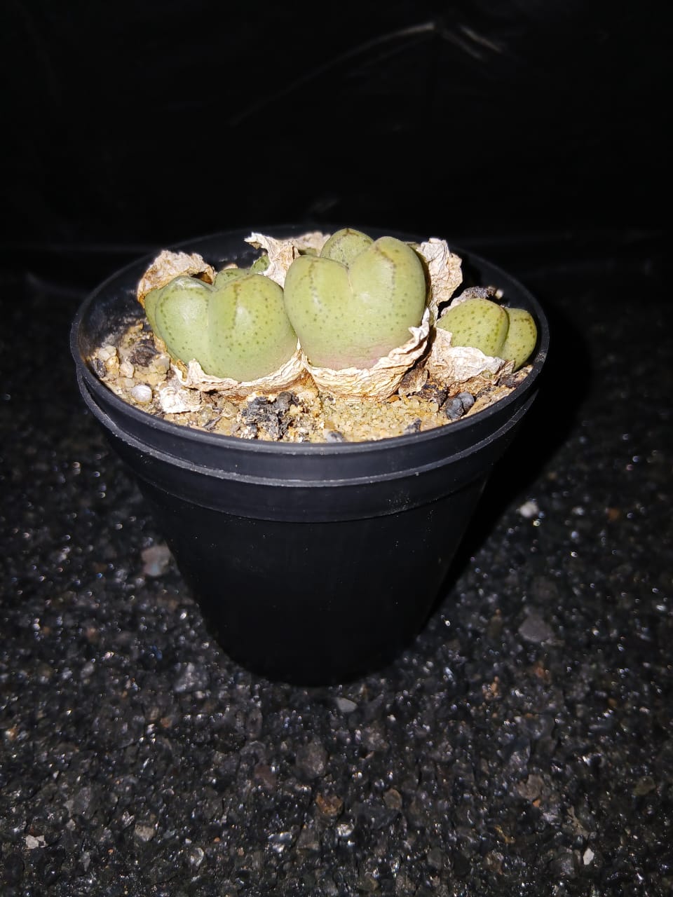 Conophytum ficiforme