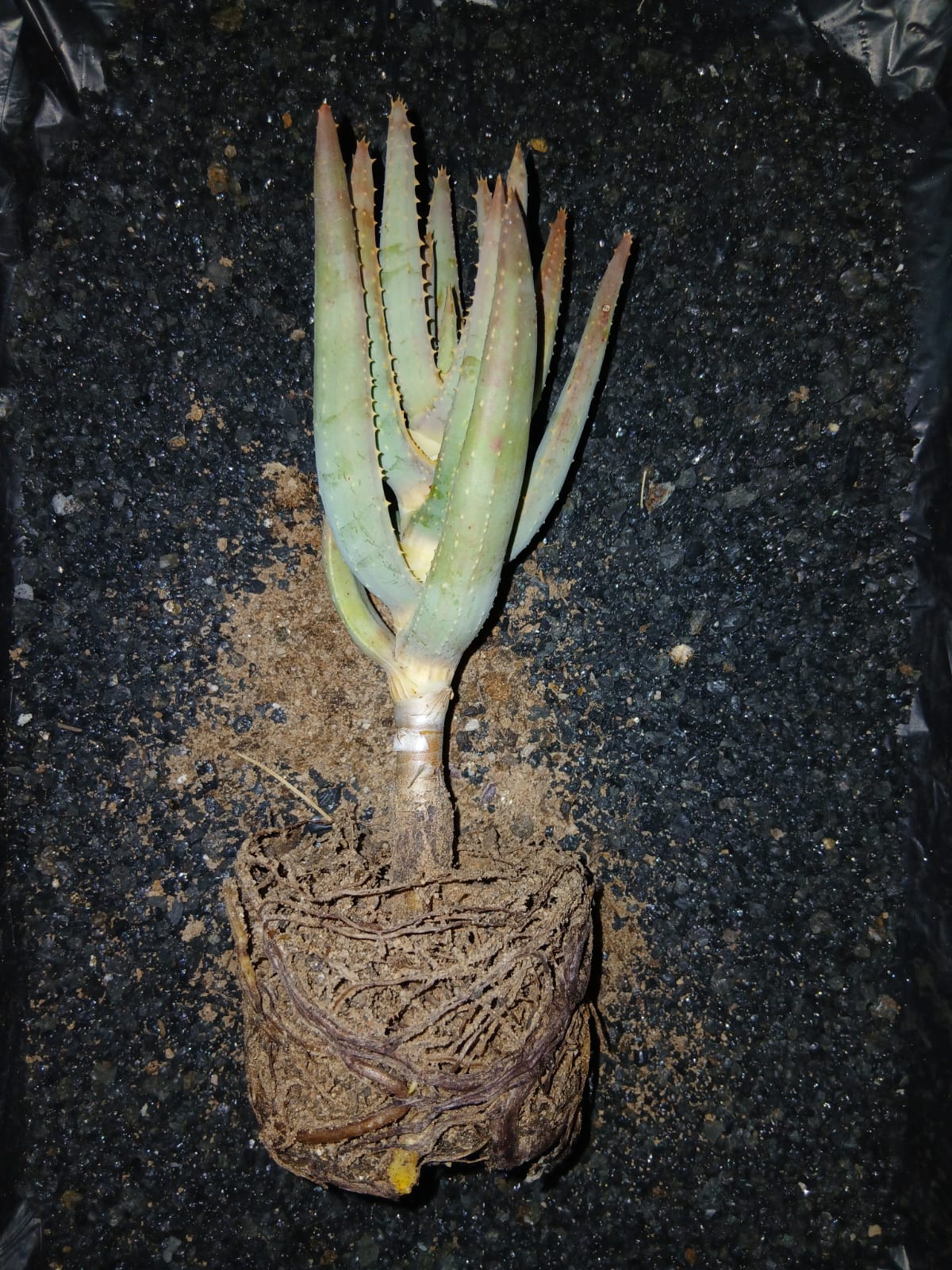 Aloidendron dichotomum/Kokerboom