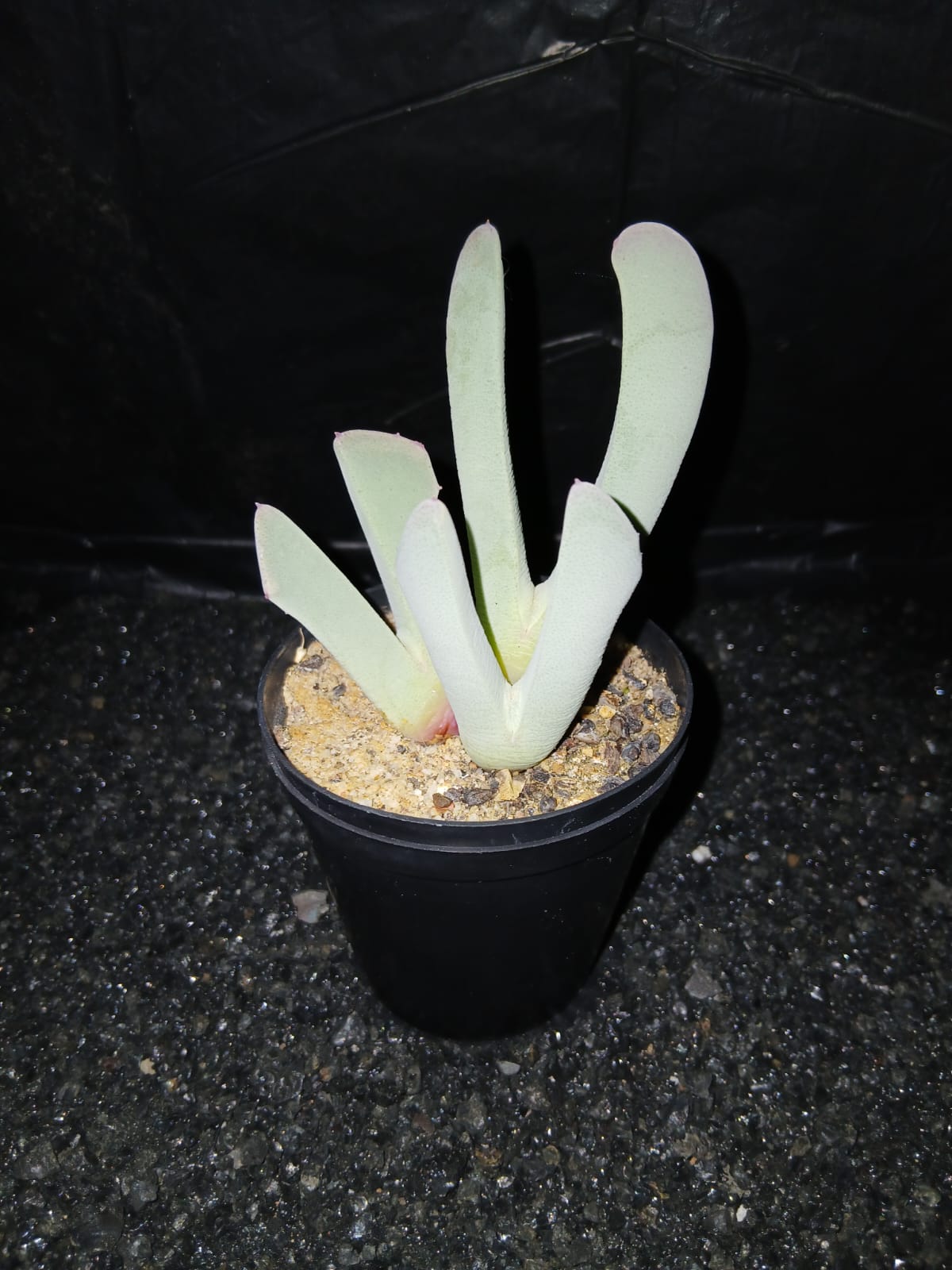 Cheridopsis candidissima/Volstruistone