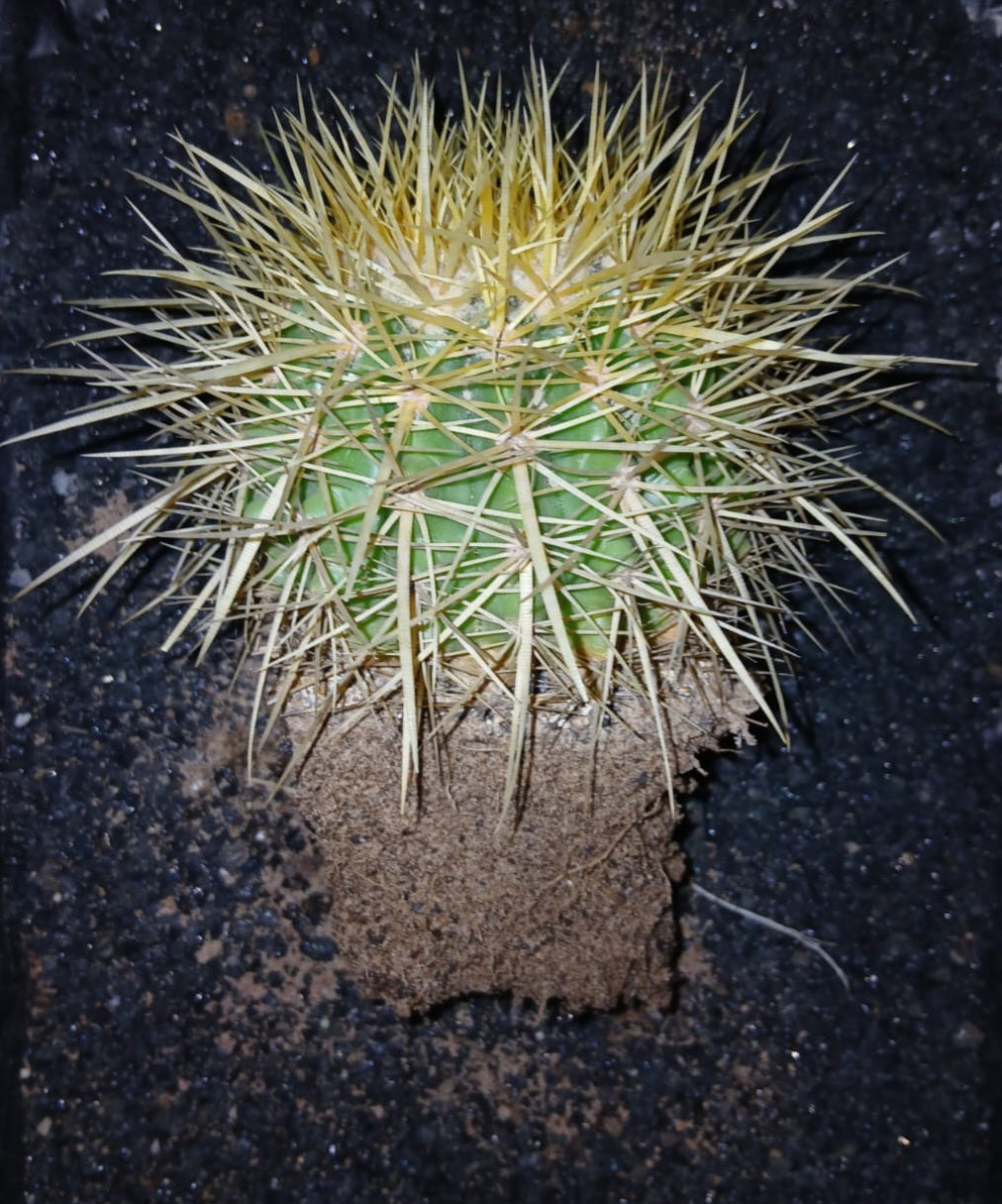 Echinocactus grusonii/Golden Barrel/Mother-in-law's cushion