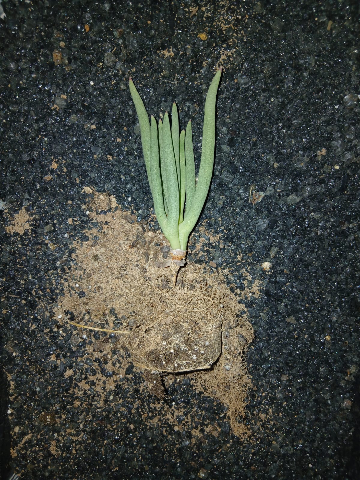 Cephallophyllum alstonii/Koningingvygie