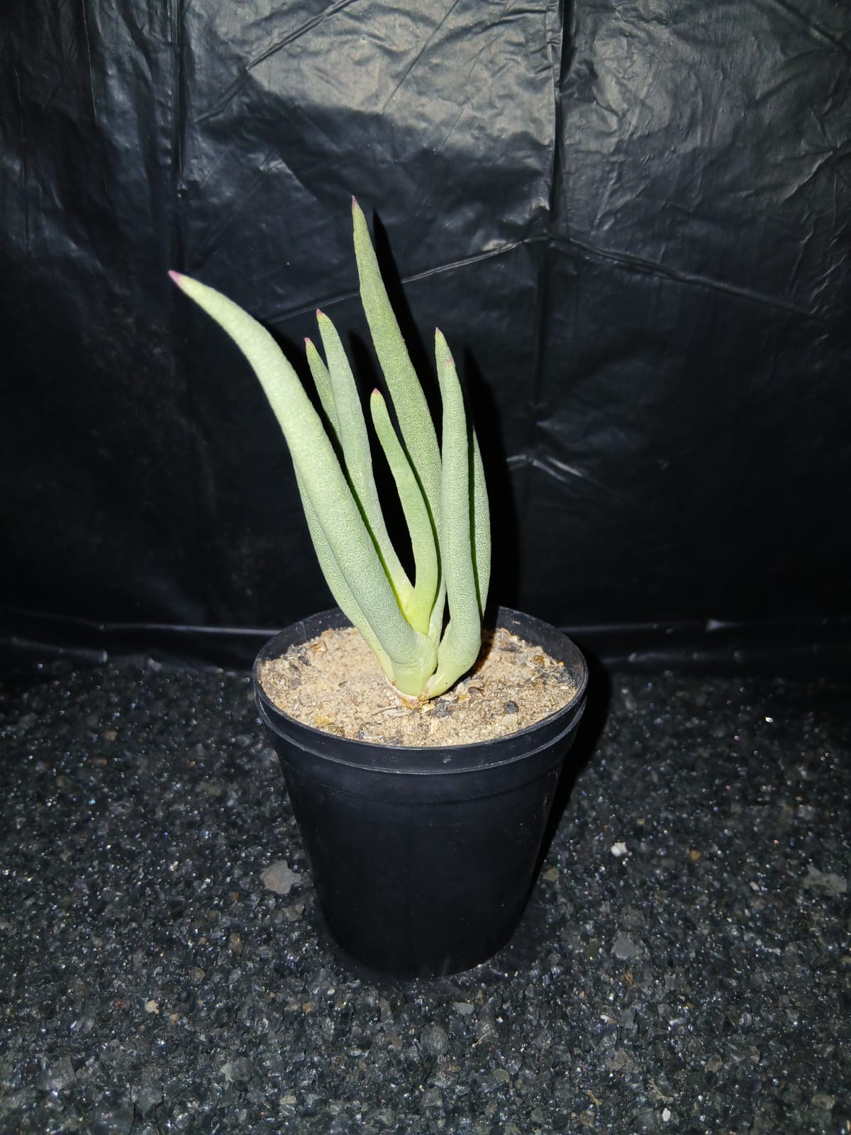 Cephallophyllum alstonii/Koningingvygie