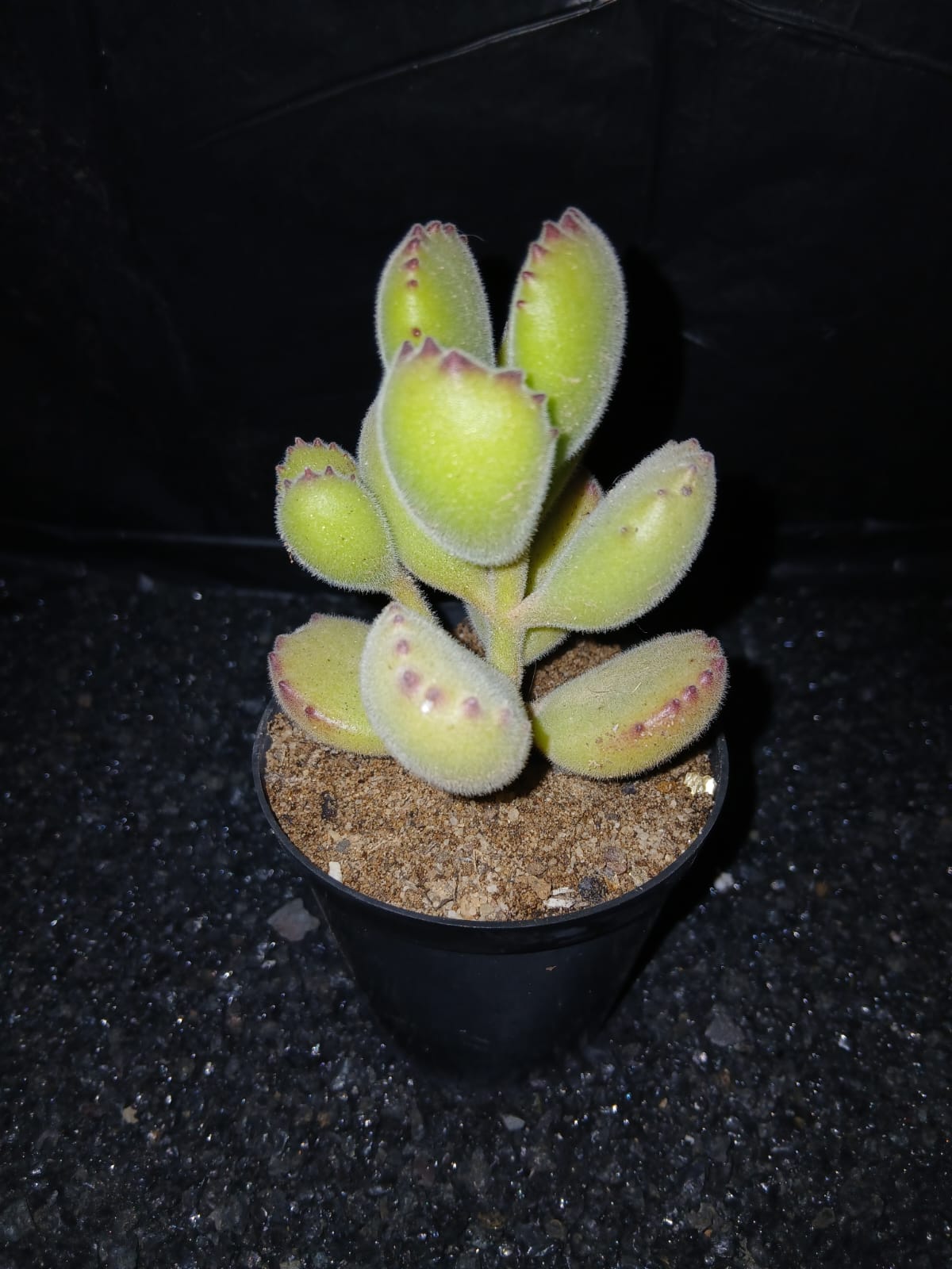 Cotyledon tomentosa/Bear Paws