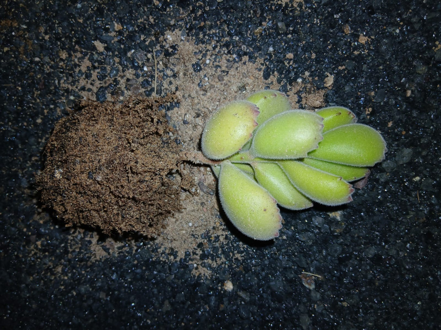Cotyledon tomentosa/Bear Paws