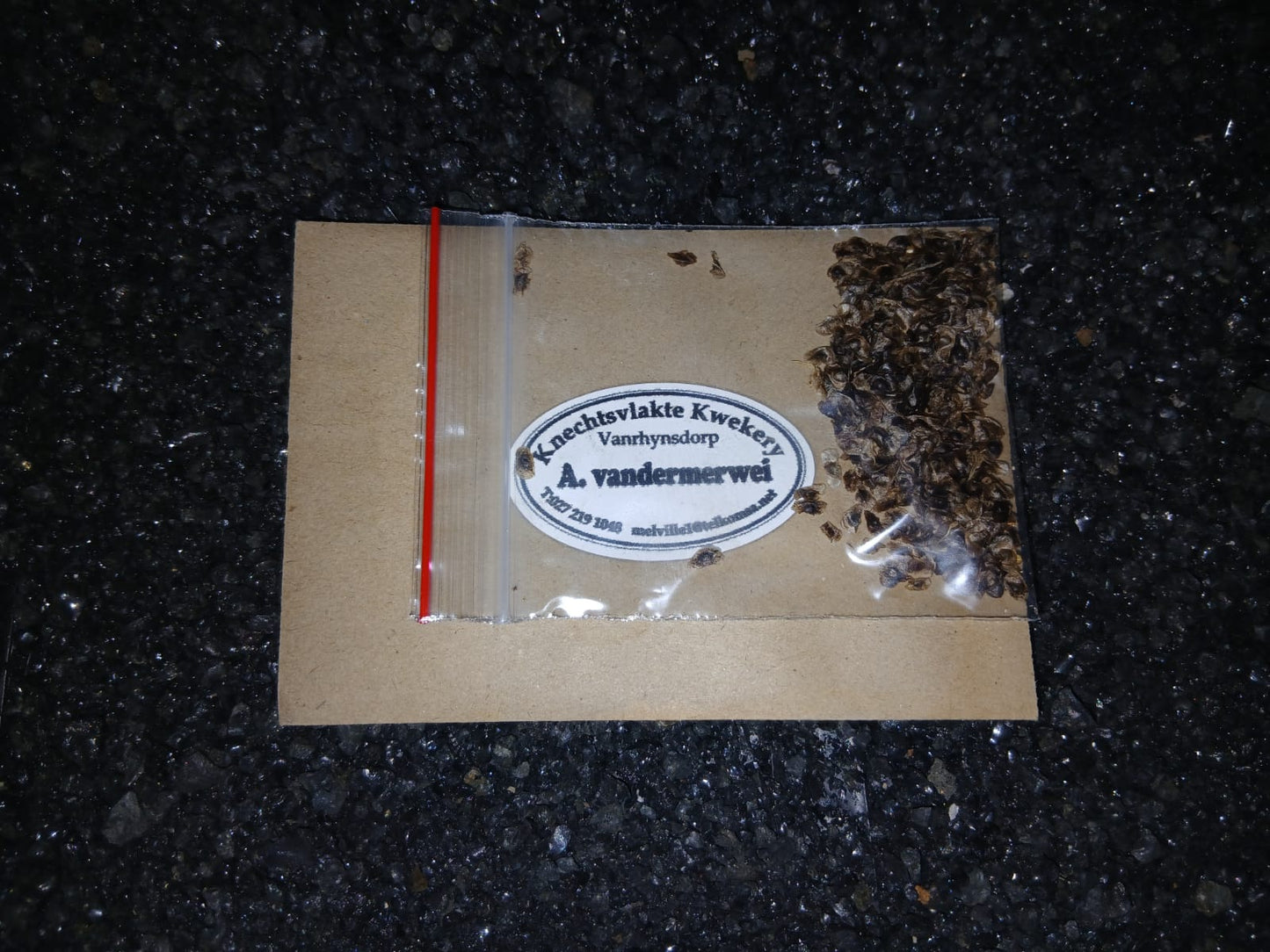 Aloe vandermerwei - SEEDS
