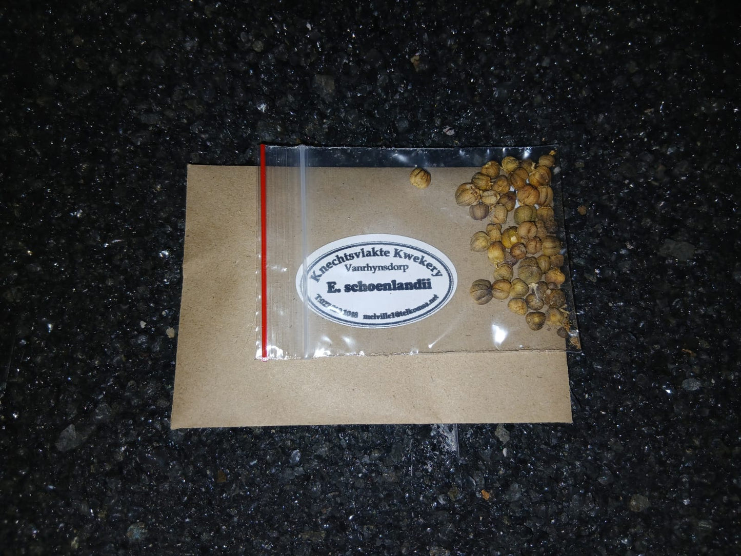 Euphorbia schoenlandii - SEEDS