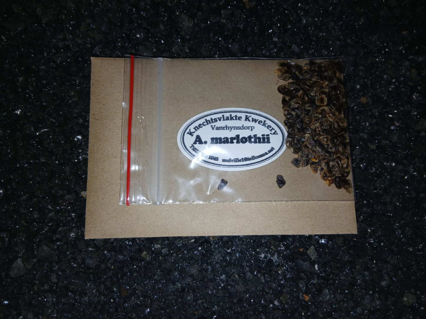 Aloe marlothii - SEEDS
