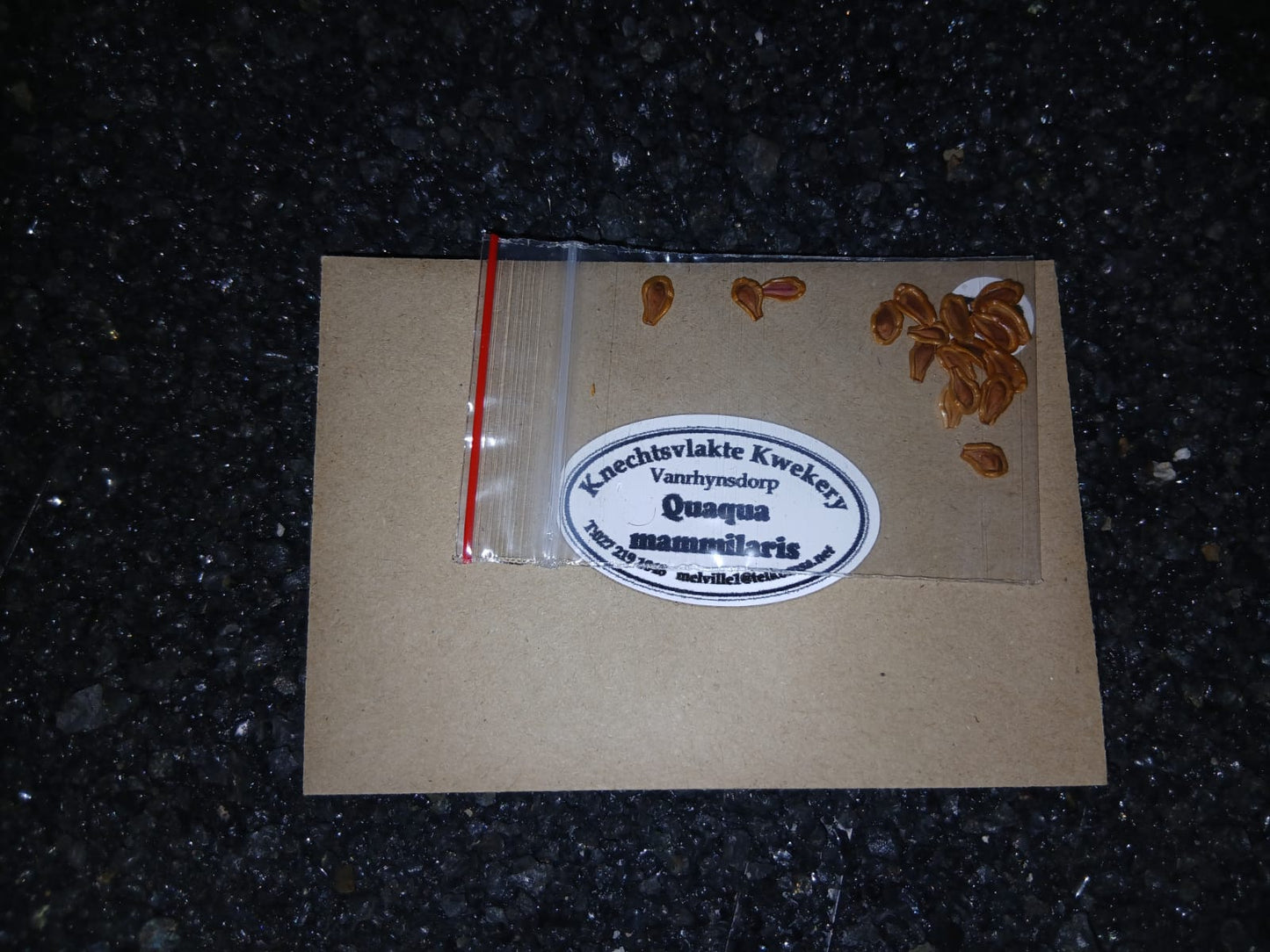 Quaqua mammilaris - SEEDS