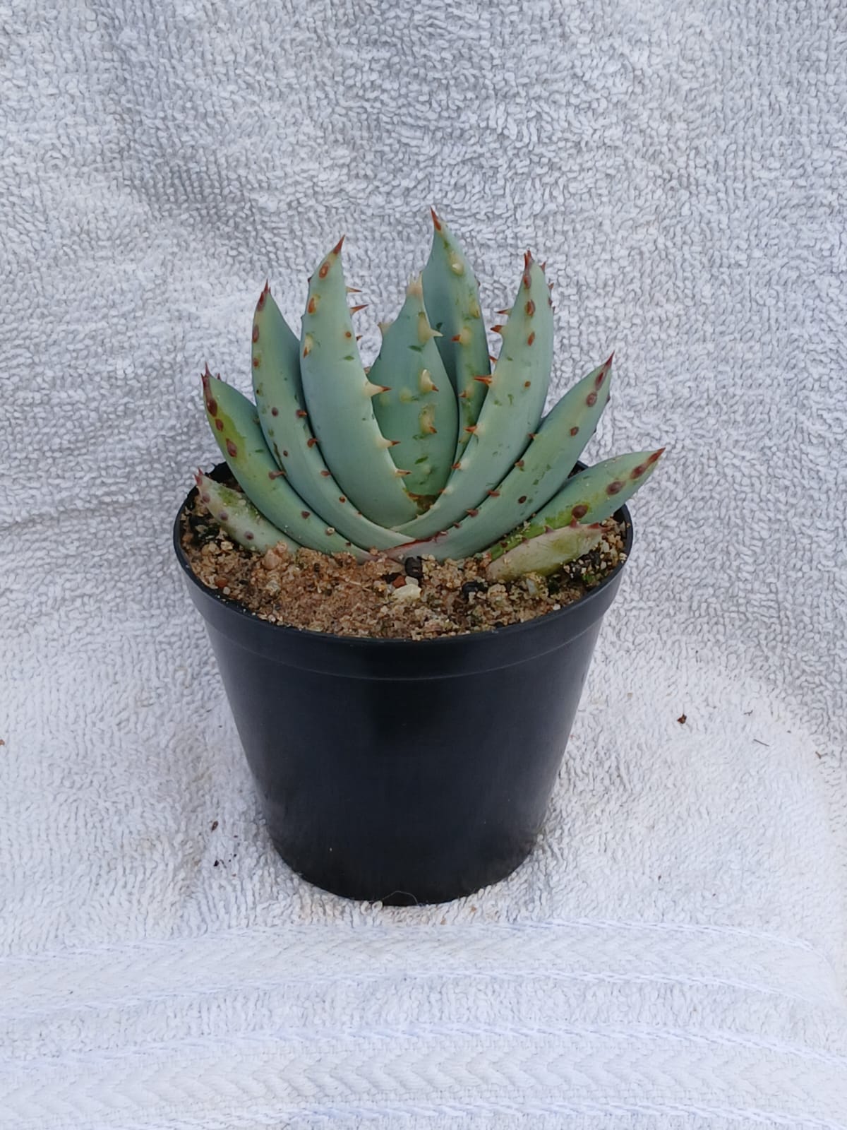 Aloe pretoriensis