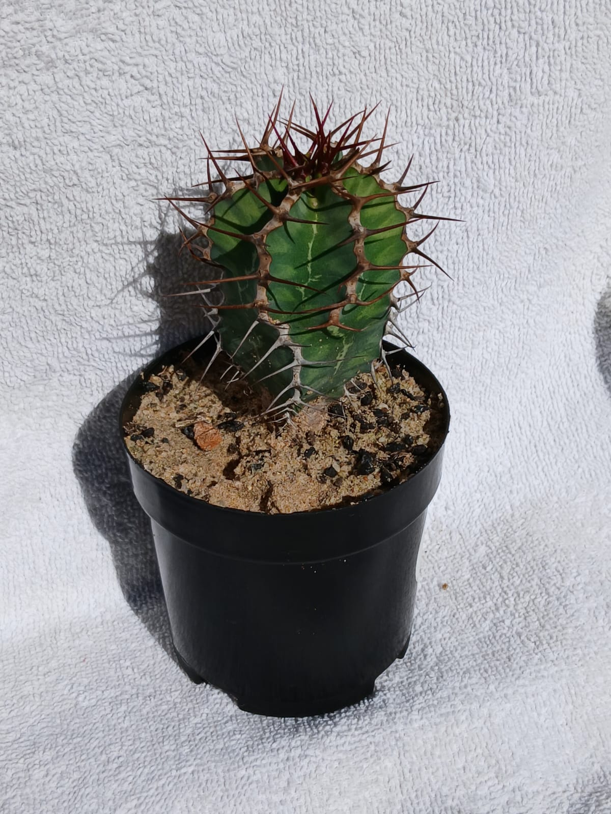 Euphorbia virosa