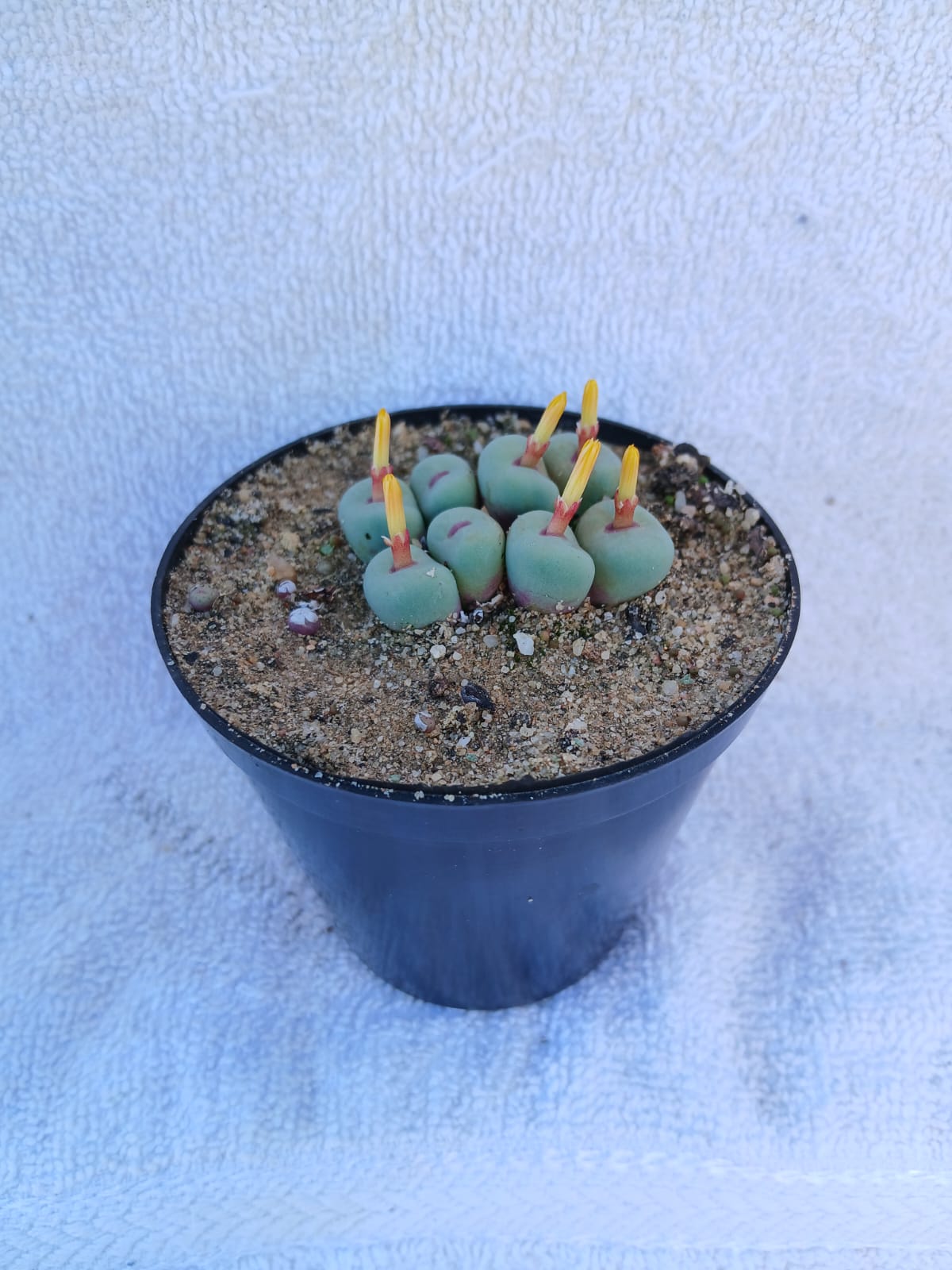 Conophytum pagea/Pink lips