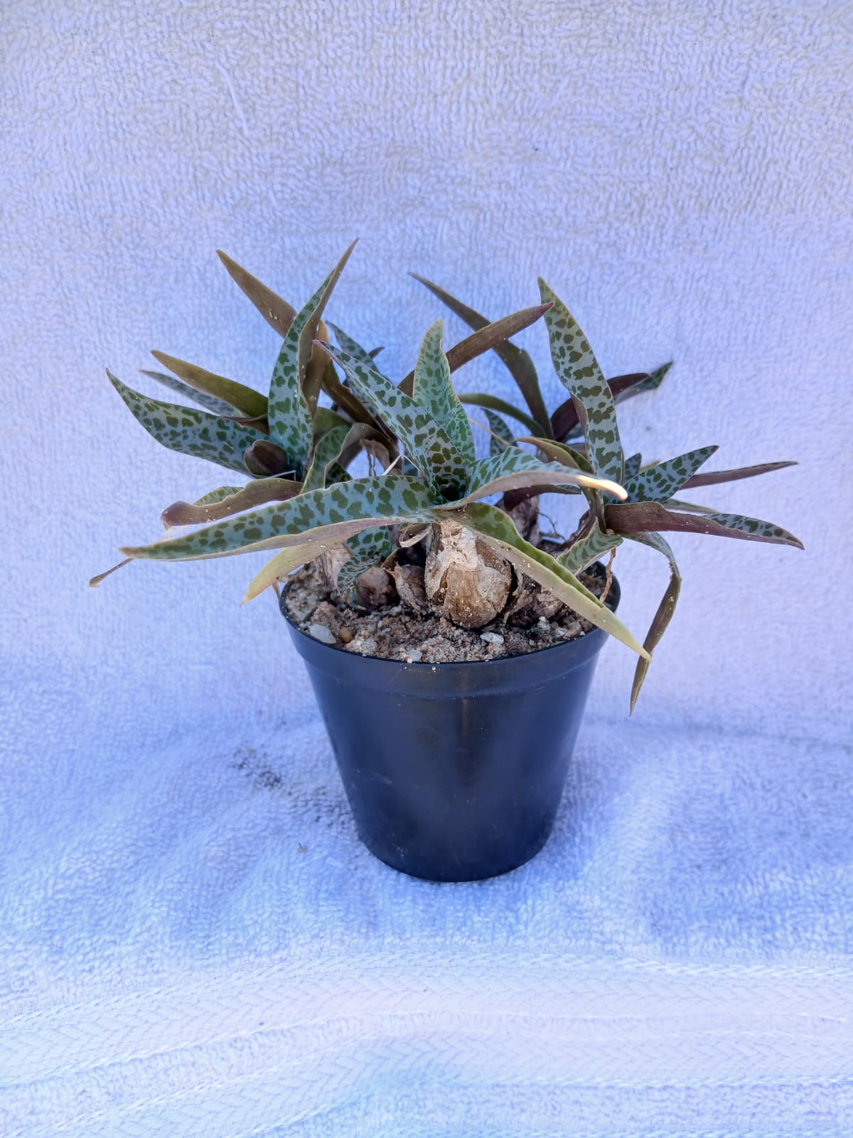 Scilla violacea/leopard lily