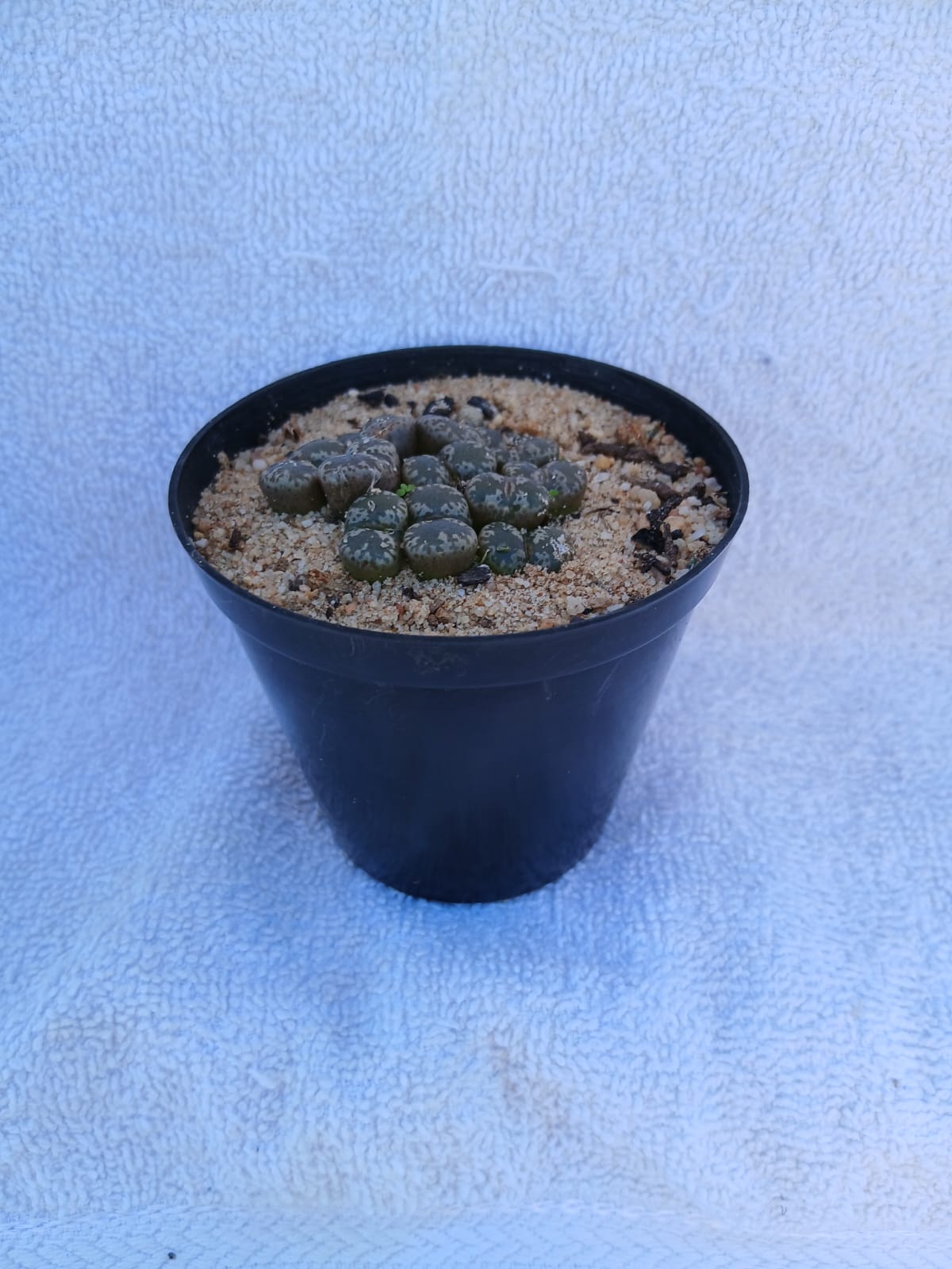Conophytum pellucidum/Bruintandjies