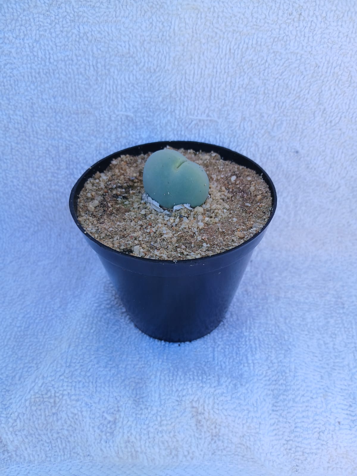 Conophytum calculus/Dobbelsteen