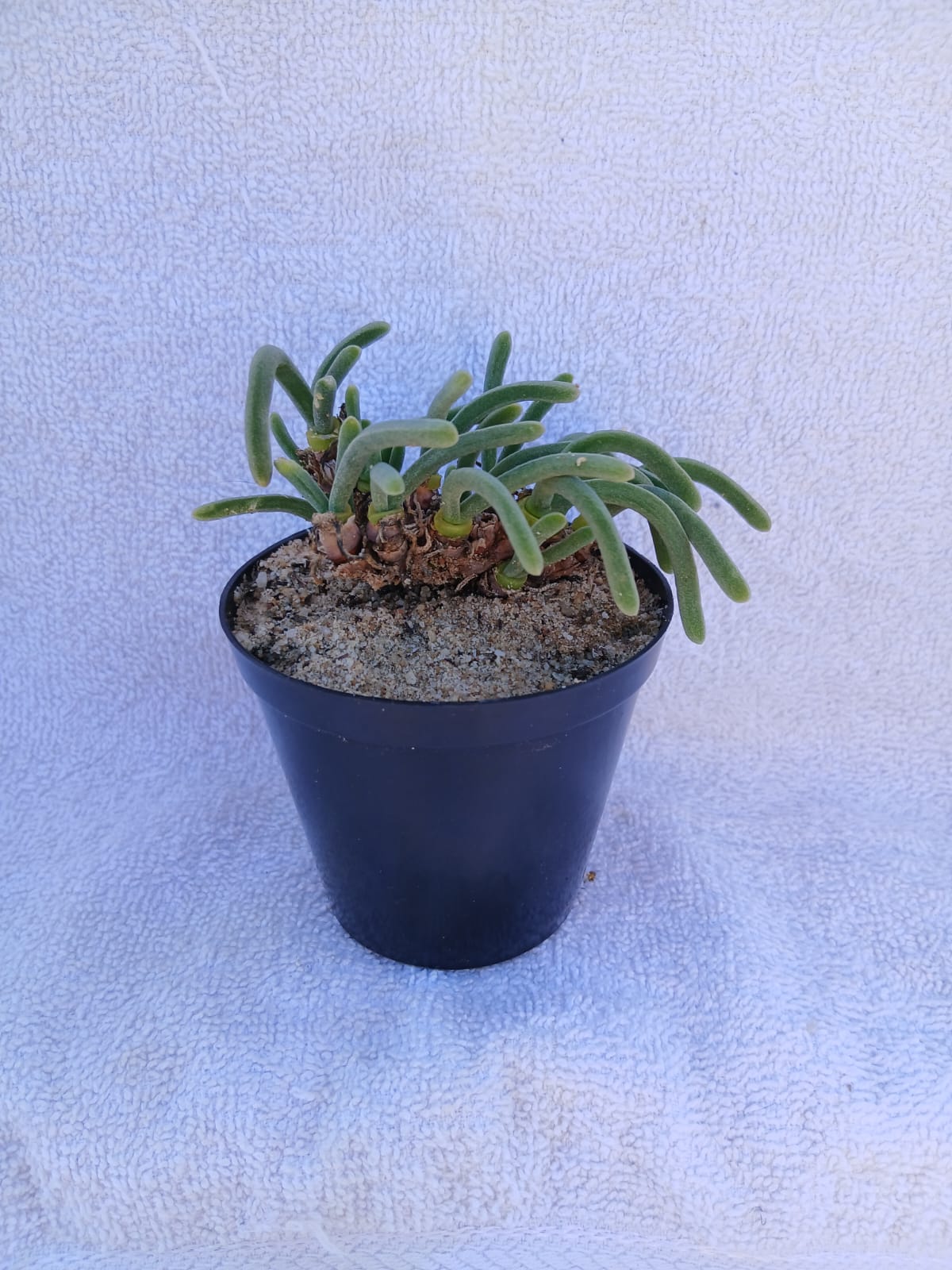 Monilaria moniliformis (Bobbejaanvingers)