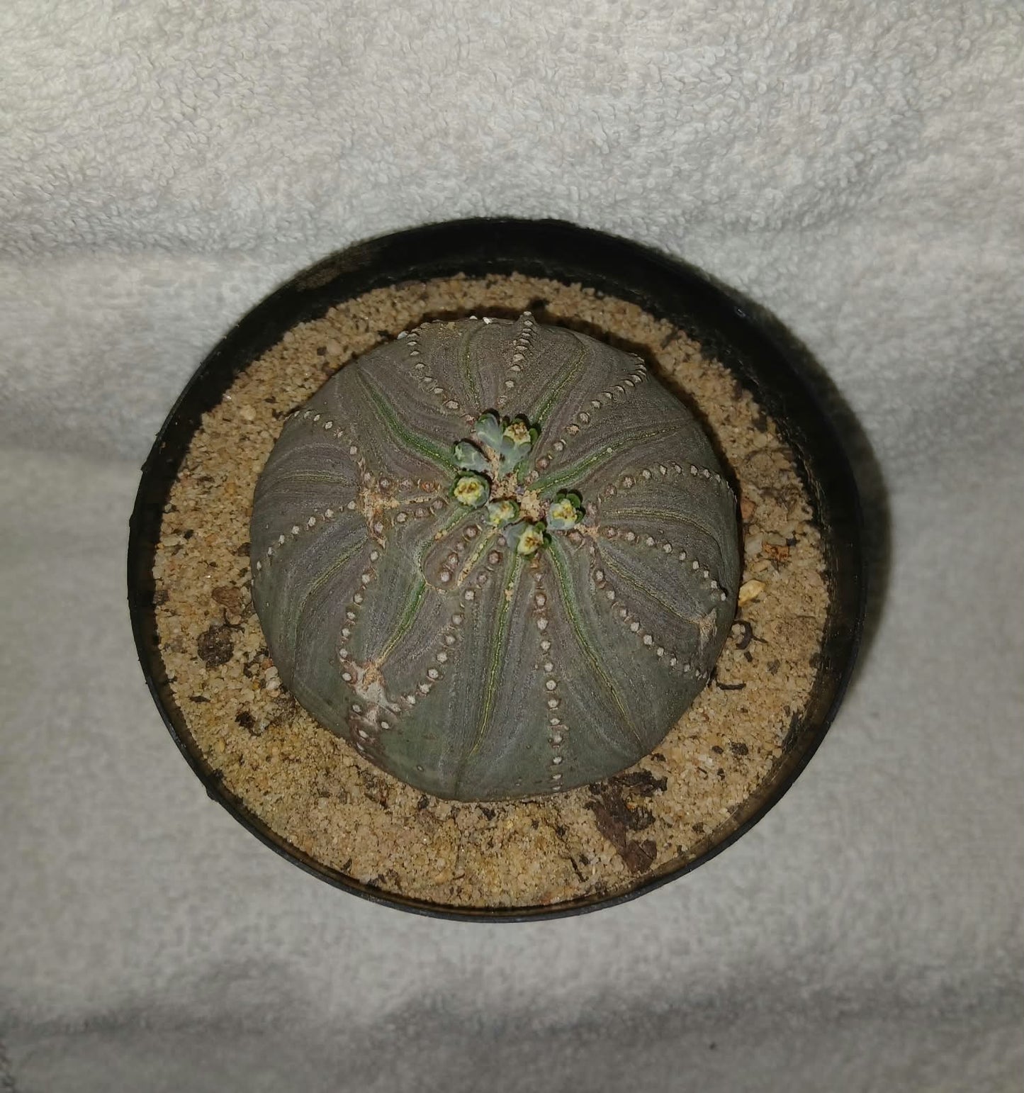 Euphorbia obesa/Zuluhut