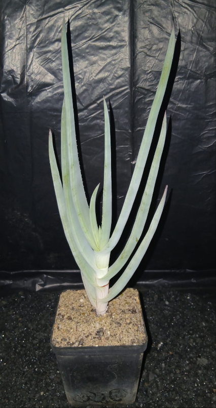 Aloe comosa