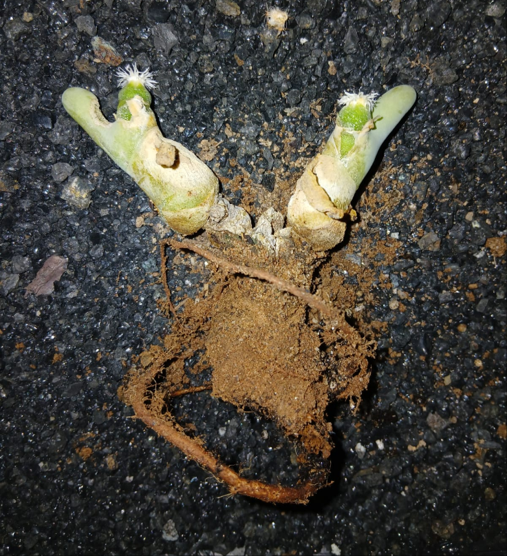 Dactylopsis digitata/Vinger & duimpie