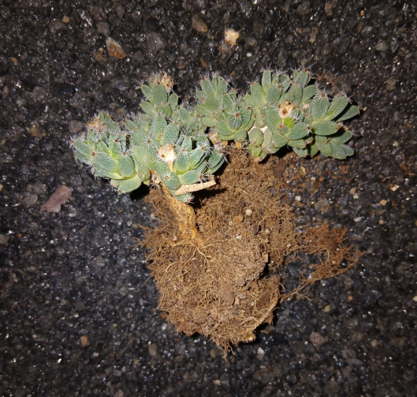 Trichodiadema densum