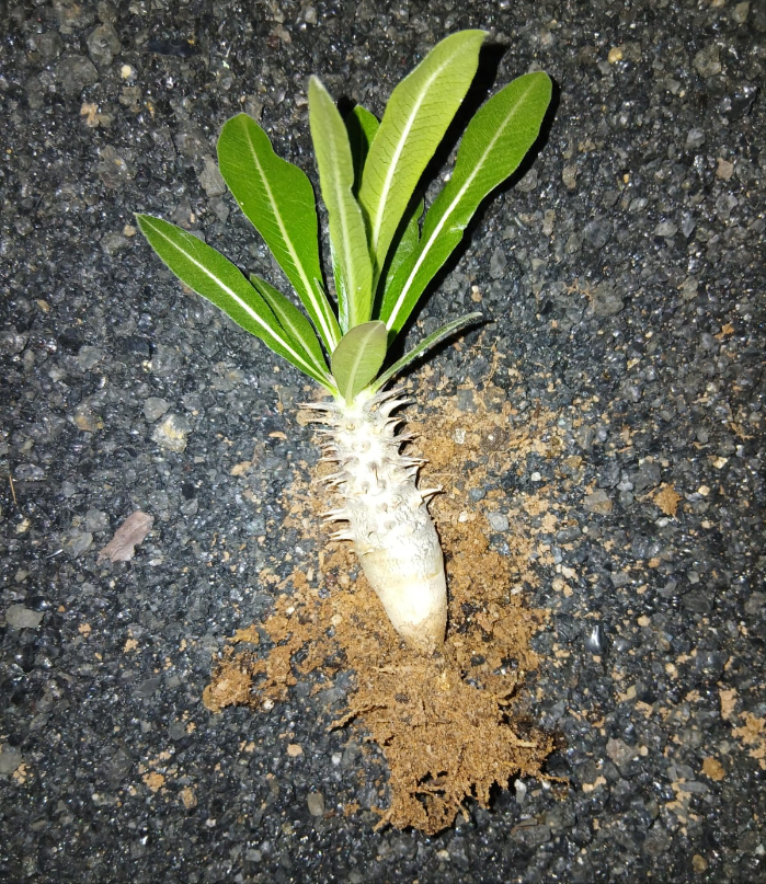 Pachypodium horombense