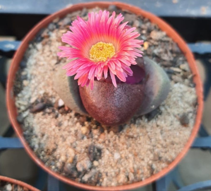 Pleiospilos nelii 'Royal Flush'