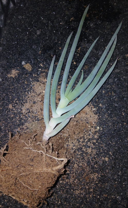 Aloe comosa