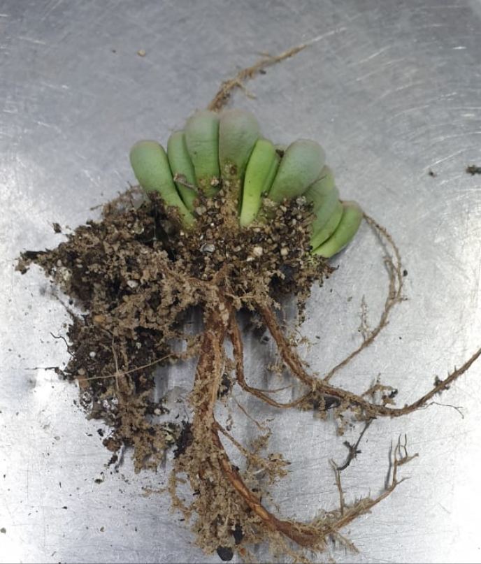 Fenestraria rhopalophylla (Venstertjies)