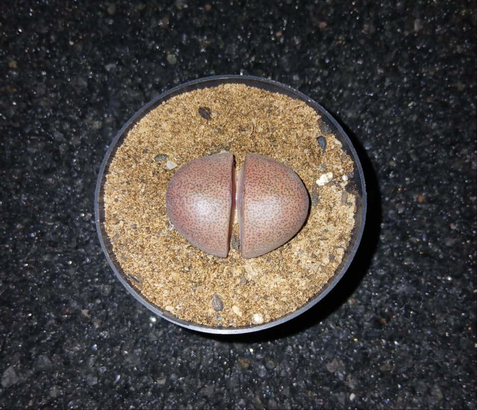 Pleiospilos nelii 'Royal Flush'
