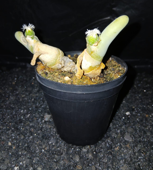 Dactylopsis digitata/Vinger & duimpie