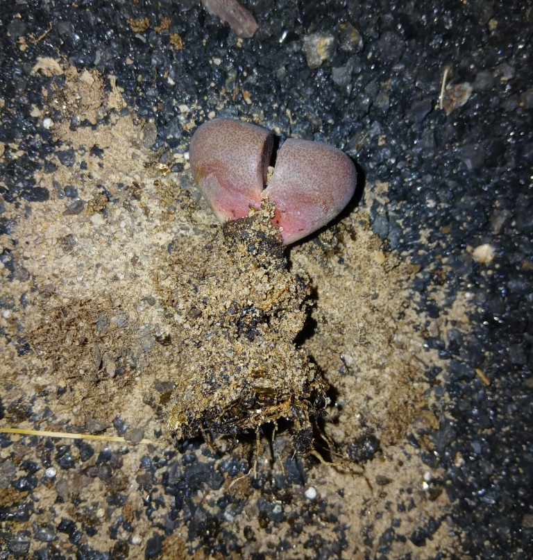 Pleiospilos nelii 'Royal Flush'