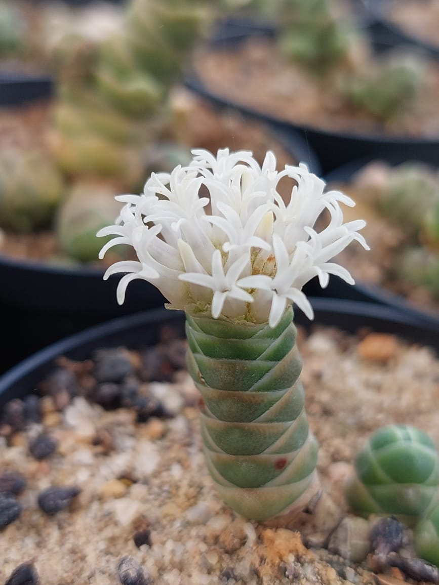 Crassula Barklyi