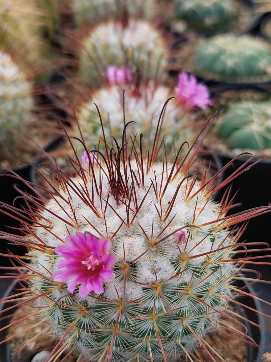 Mammillaria elegans