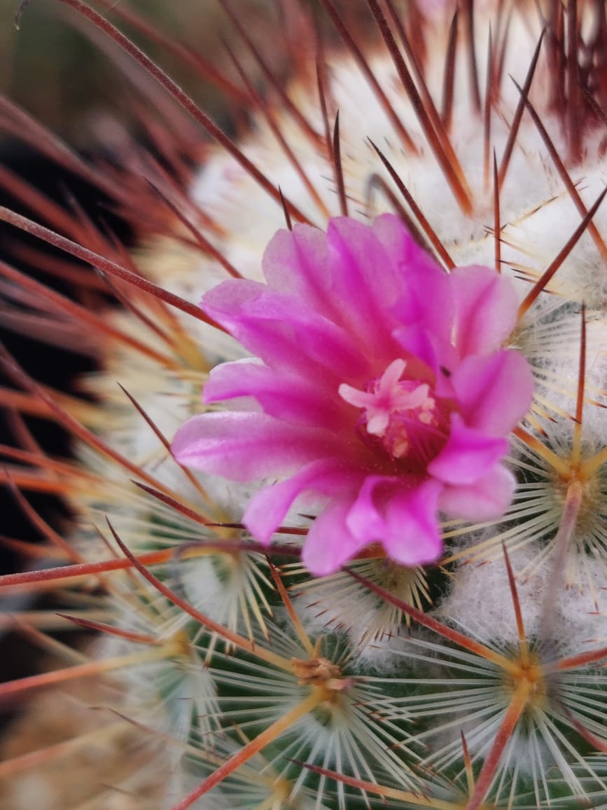 Mammillaria elegans