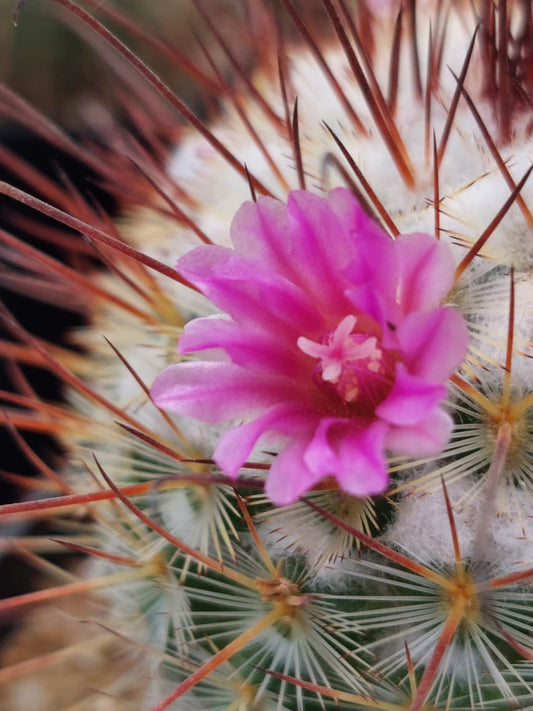 Mammillaria elegans