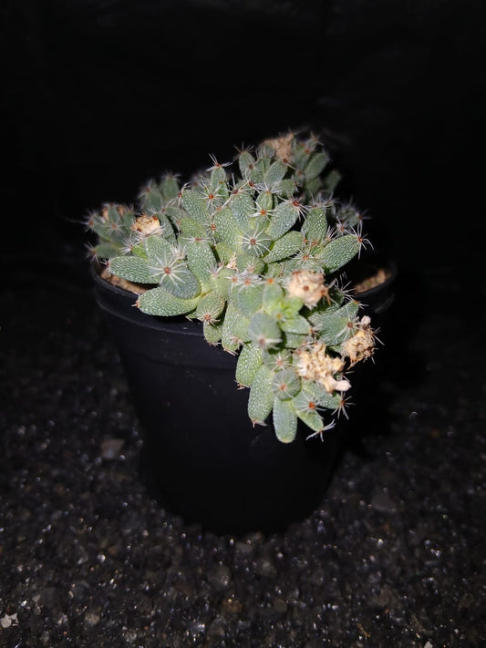 Trichodiadema densum