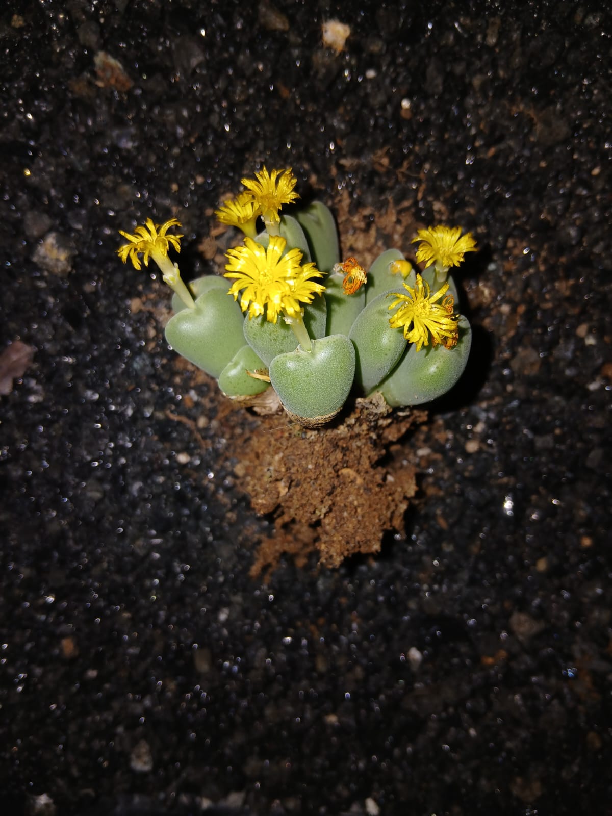 Conophytum meyeri