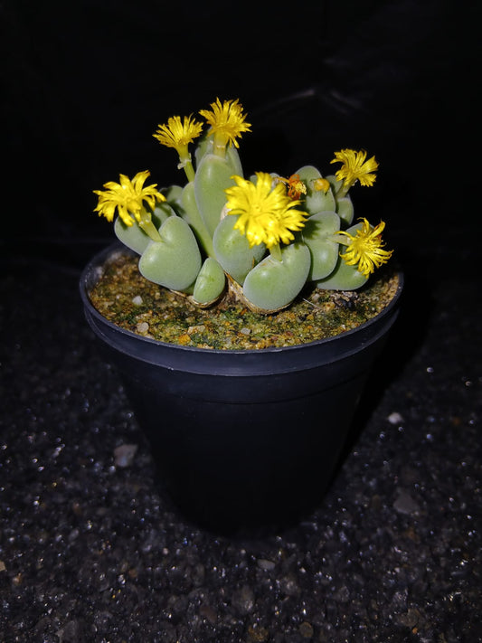 Conophytum meyeri