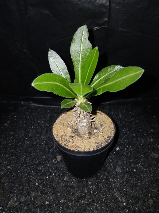 Pachypodium horombense