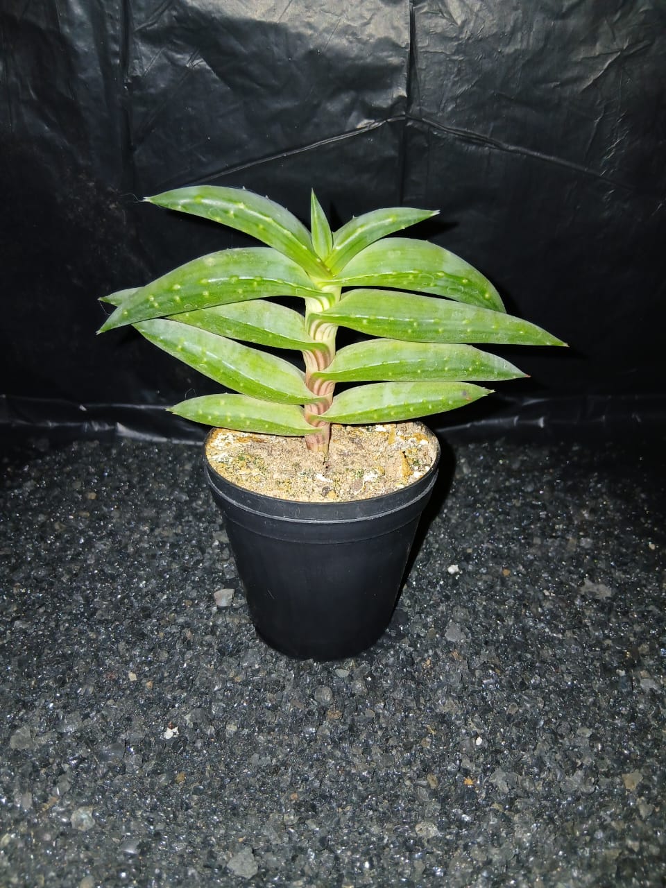 Aloe Pearsonii