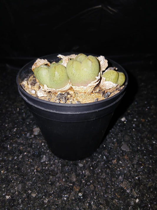 Conophytum ficiforme