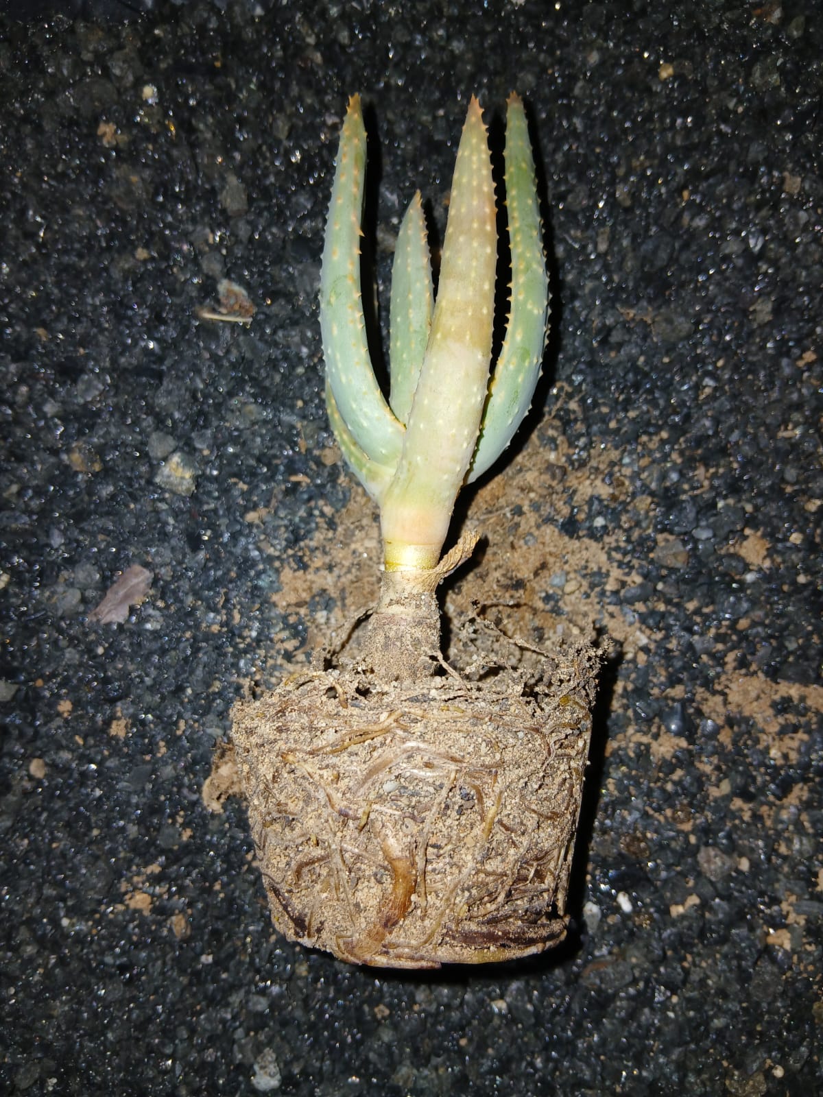 Aloidendron dichotomum/Kokerboom