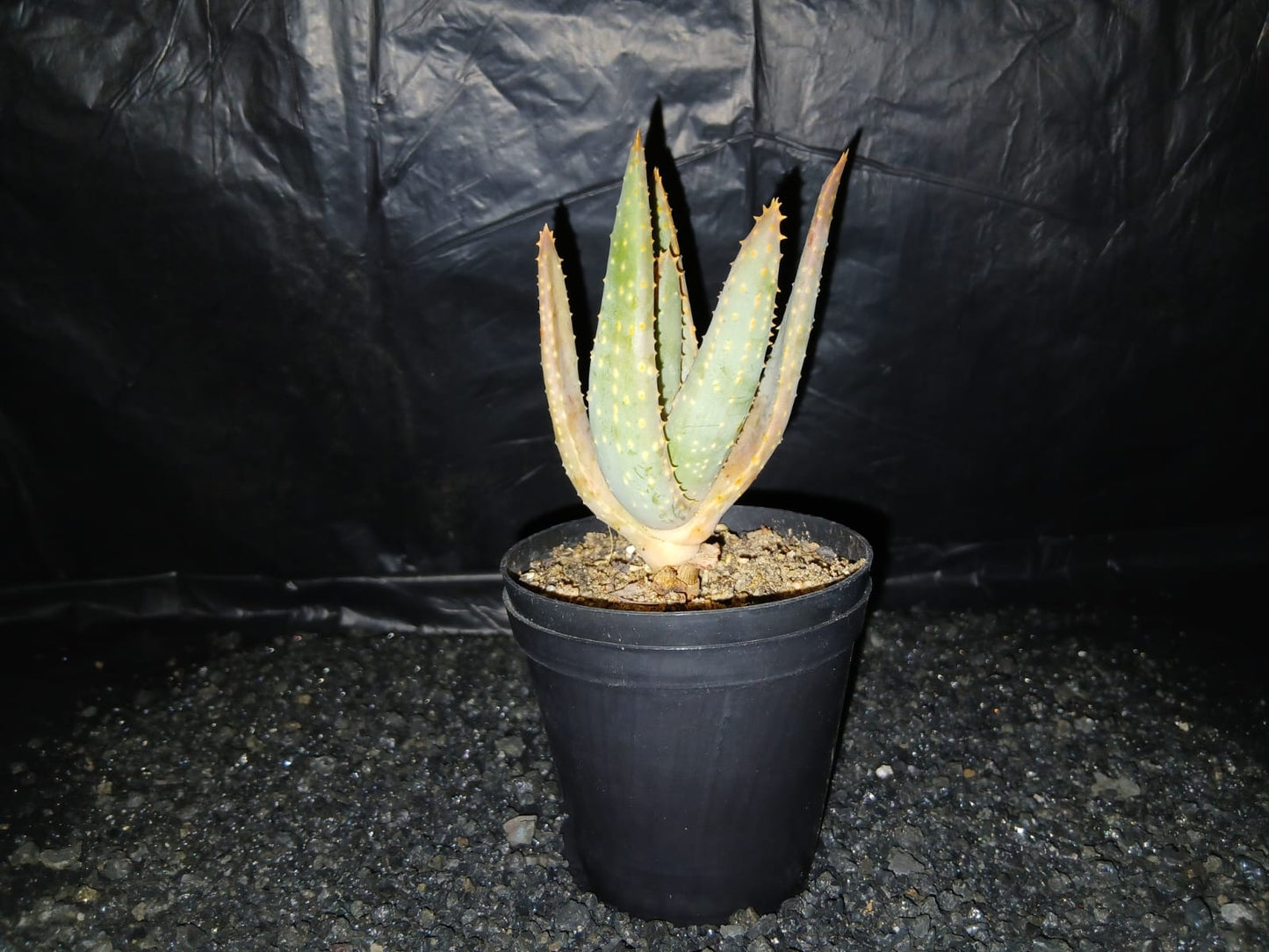 Aloidendron dichotomum/Kokerboom