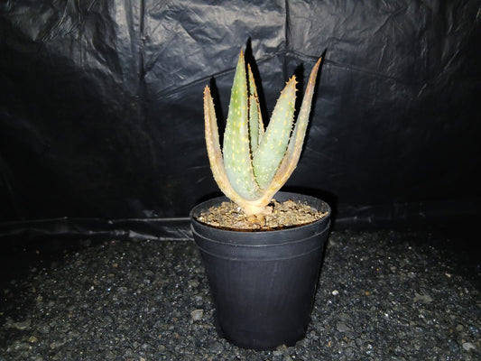 Aloidendron dichotomum/Kokerboom