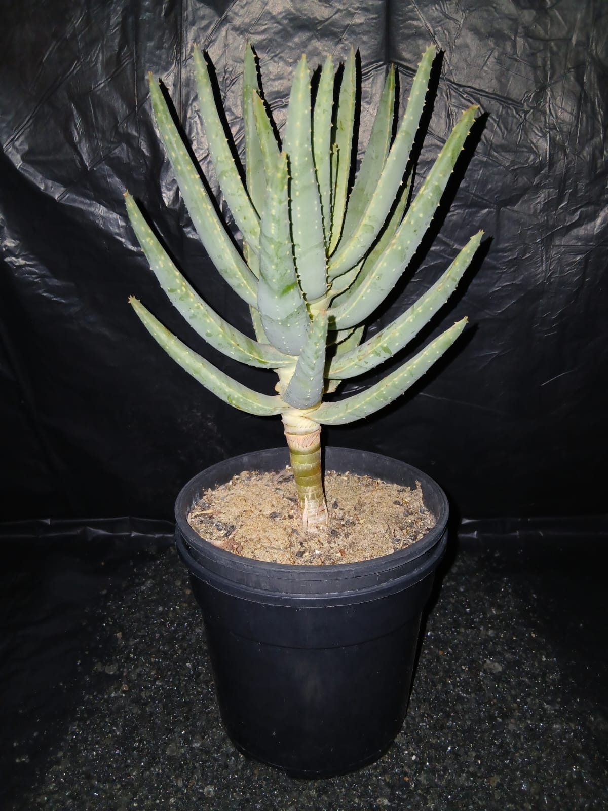 Aloidendron dichotomum/Kokerboom