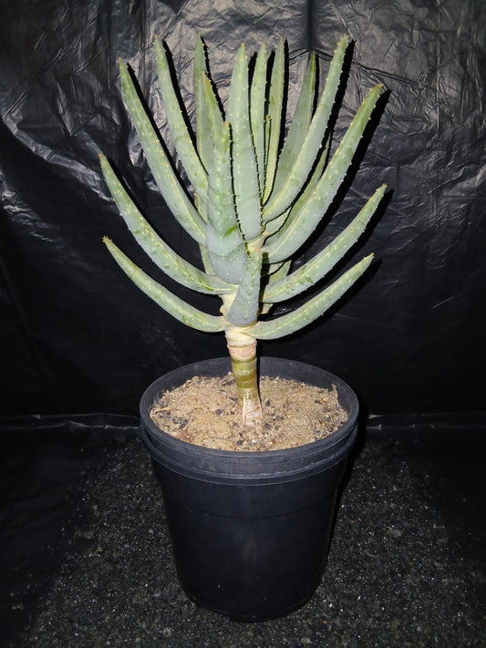 Aloidendron dichotomum/Kokerboom