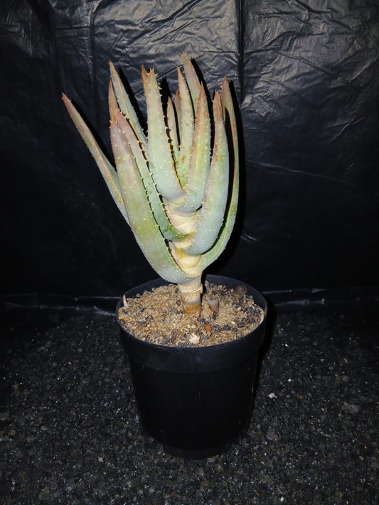Aloidendron dichotomum/Kokerboom
